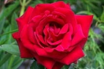 Роза "Руби Веддинг" (Rose Ruby Wedding)