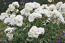 Роза "Сноу Вайт" = "Шнеепринцесс" (Rose Snow White = Sneeprinsesse)