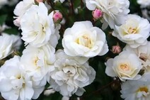 Роза "Фис Клайм" (Rose Fis Claim)