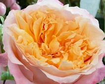 Роза "Эдит" (Rose Edith)
