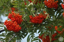 Рябина обыкновенная