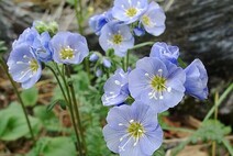 Синюха хорошенькая