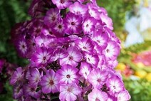 Флокс метельчатый "Флейм Пёпл Ай"