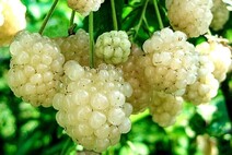 Ежевика "Полар Берри"
