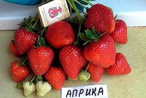 Садовая земляника "Априка"
