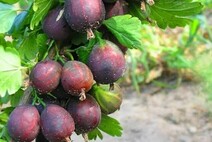 Крыжовник "Сириус"