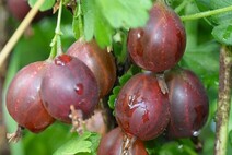 Крыжовник "Розовый бесшипный"