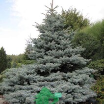 Ель колючая "Глаука Глобоза" (Picea pungens "Glauka Globosa")