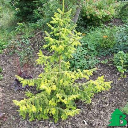 Ель сербская "Ауреа" (Picea omorica "Aurea")