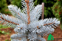 Ель колючая "Хупси" (Picea pungens "Hoopsii")