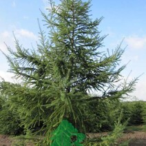 Лиственница европейская (Larix decidua)