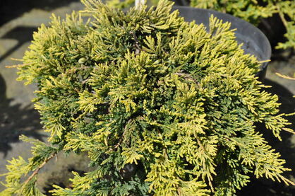 Можжевельник горизонтальный "Голден Карпет" (Juniperus horizontalis Golden Carpet)