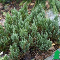 Можжевельник горизонтальный "Блю Форест" (Juniperus horizontalis "Blue Forest")