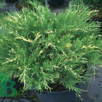 Можжевельник казацкий "Тамарисцифолия" (Juniperus sabina "Tamariscifolia")