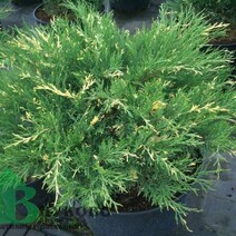 Можжевельник казацкий "Вариегата" (Juniperus sabina "Variegata")