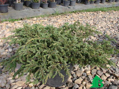 Можжевельник обыкновенный "Грин Карпет" (Juniperus communis "Green Carpet")