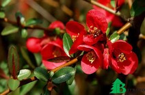 Айва японская (Chaenomeles japonica)