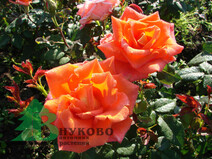 Роза "Моника" (Rosa Monika)