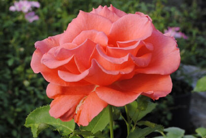 Роза "Леди Роуз" (Rose Lady Rose)