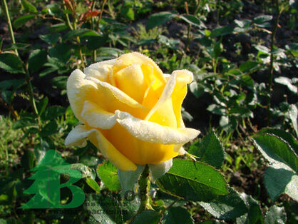 Роза "Беролина" (Rose Berolina)