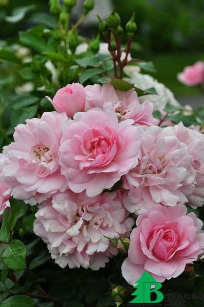 Роза "Боника 82" (Rose Bonica 82)