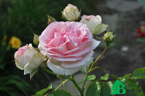 Роза "Иден Роуз 85" (Rose Eden Rose 85/Rosa Pierre de Ronsard)