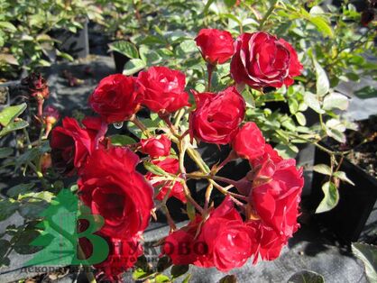Роза "Скарлет Меяндекор" (Rose Scarlet Meillandecor)
