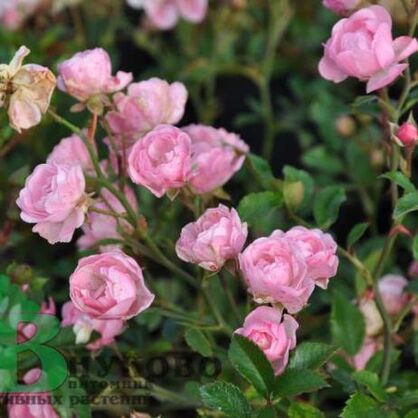 Роза "Лавли Фейри" (Rose Lovely Fairy)