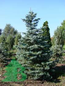 Пихта одноцветная (Abies concolor)