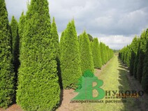 Туя западная "Смарагд" (Thuja occidentalis "Smaragd")