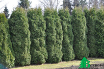 Туя западная "Колумна" (Thuja occidentalis "Columna")