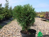 Туя западная "Хозери" (Thuja occidentalis "Hoseri")