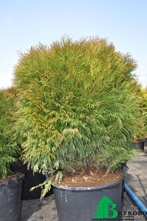 Туя западная "Глобоза" (Thuja occidentalis "Globosa")