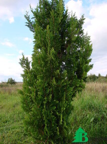 Туя западная "Спиралис" (Thuja occidentalis "Spiralis")