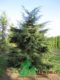 Тсуга канадская (Tsuga canadensis)