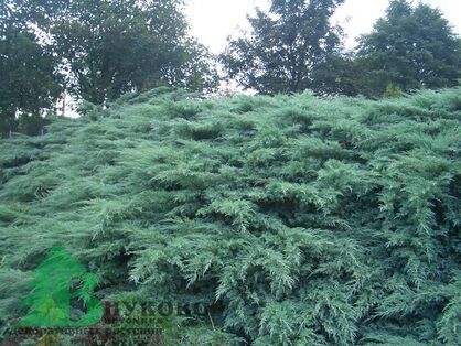 Можжевельник виргинский "Грей Оул" (Juniperus virginiana "Grey Owl")