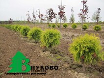 Туя западная "Голден Глоб" (Thuja occidentalis "Golden Globe")