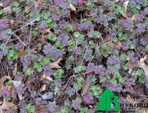 Герань далматская (Geranium dalmaticum)