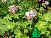 Герань крупнокорневищная "Шпессарт" (Geranium macrorrhizum Spessart)