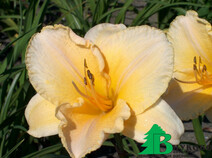 Лилейник гибридный "Астолат" (Hemerocallis hybrida Astolat)