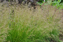 Луговик дернистый (Deschampsia caespitosa)