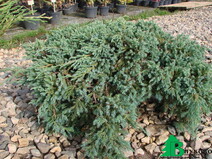 Можжевельник чешуйчатый "Блю Карпет" (Juniperus squamata "Blue Carpet")