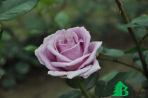Роза "Индиголетта" (Rose Indigoletta)