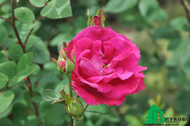 Роза "Дон Жуан" (Rose Don Juan)