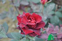 Роза "Баркаролла" (rose Barkarole)