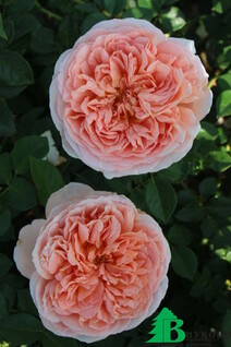 Роза "Абрахам Дерби" (Rose Abraham Darby)