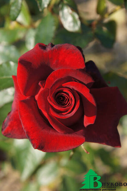 Роза "Прайд оф Ингланд" (Rose Pride of England)