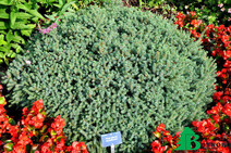 Ель канадская=сизая=белая "Эхиниформис" (Picea glauca "Echiniformis")