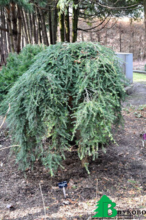 Тсуга канадская "Пендула" (Tsuga canadensis "Pendula")