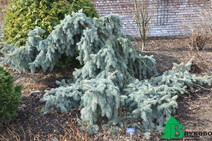 Ель колючая "Глаука Пендула" (Picea pungens 'Glauca Pendula')